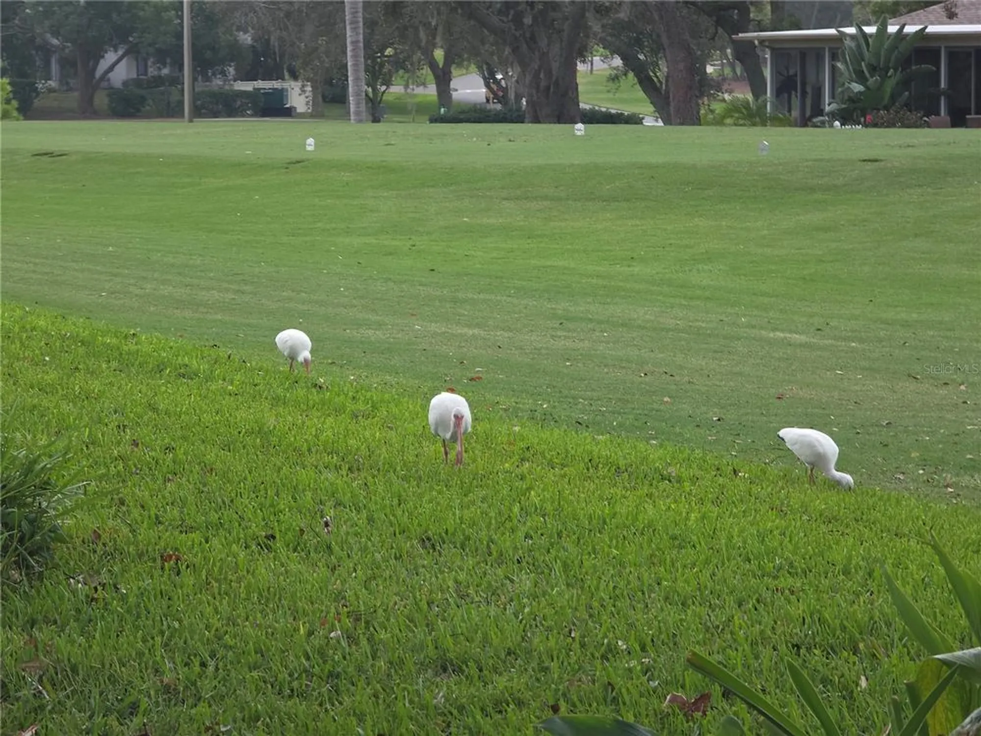 Property Slideshow image 33 of 46 | 6345 pine meadows dr, Spring Hill, FL, 34606