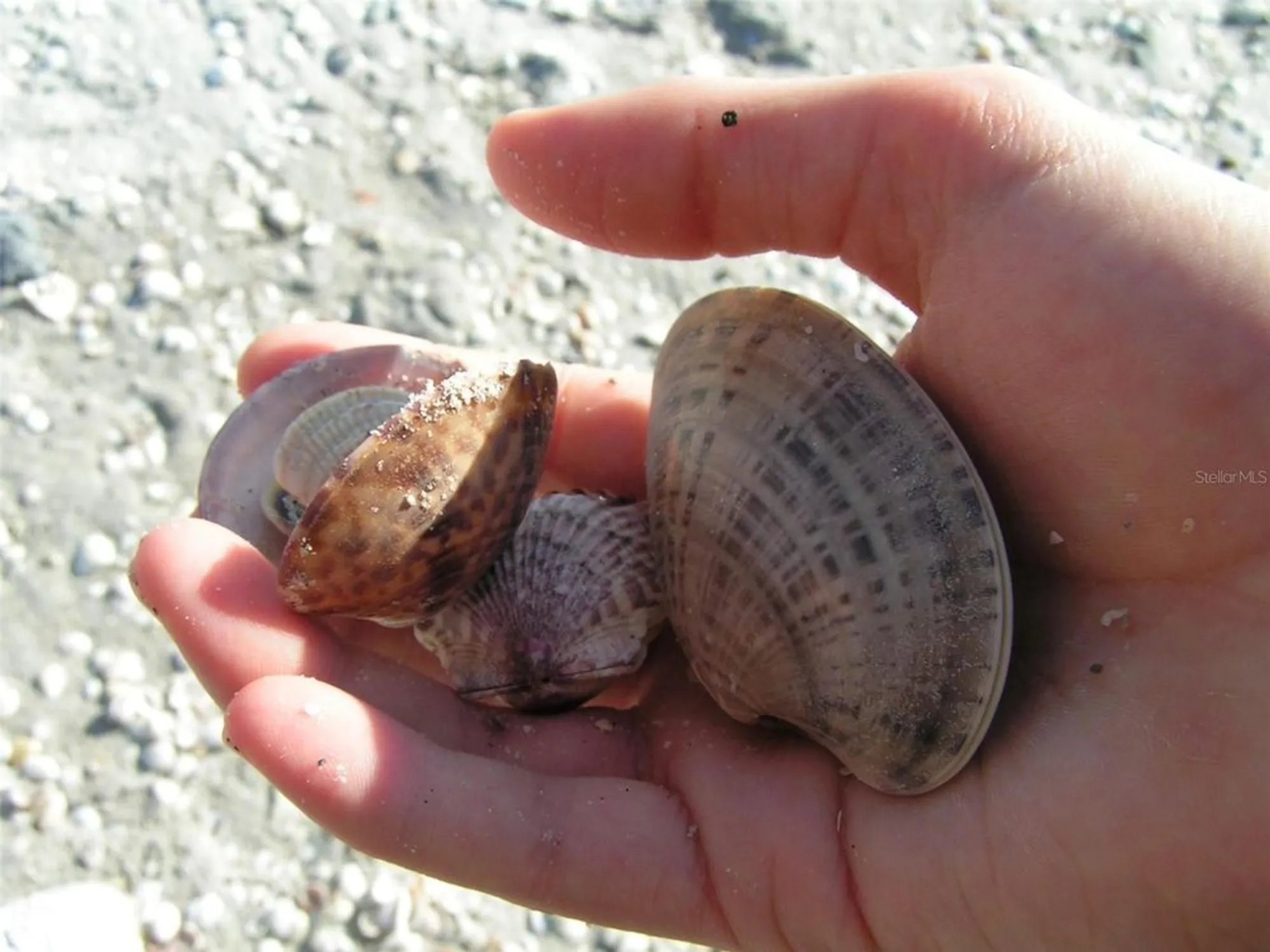 Property Slideshow image 96 of 100 | 610 apple ln, Englewood, FL, 34223