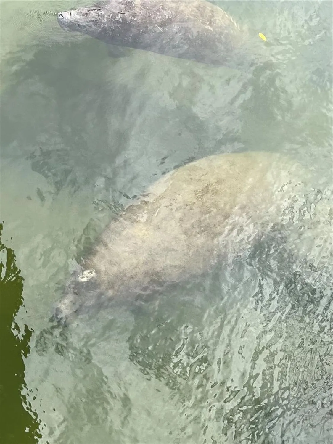 Property Slideshow image 59 of 76 | 418 cerromar ct 261, Venice, FL, 34293