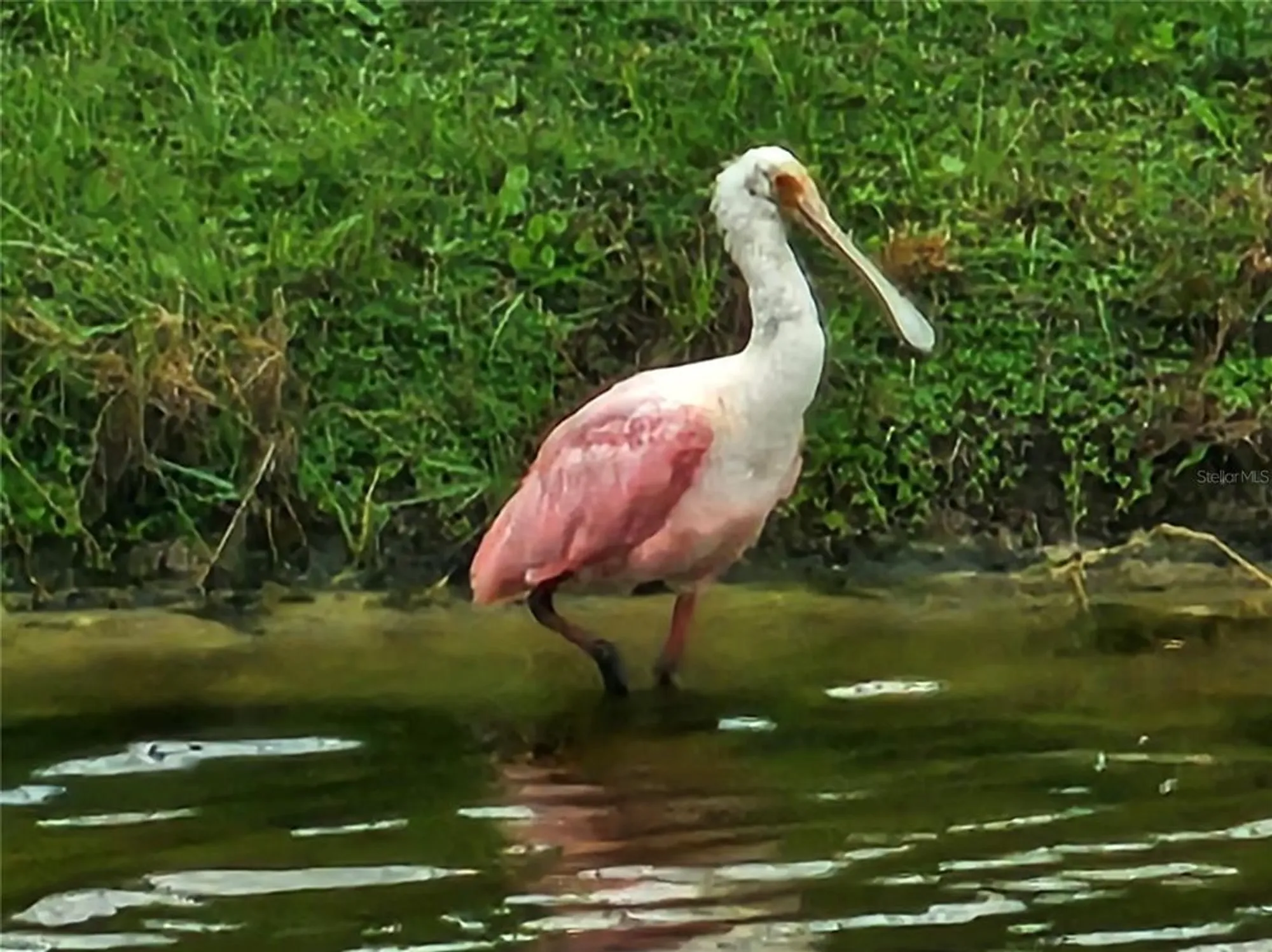 Property Slideshow image 38 of 58 | 17041 pocket reel ln, Wimauma, FL, 33598