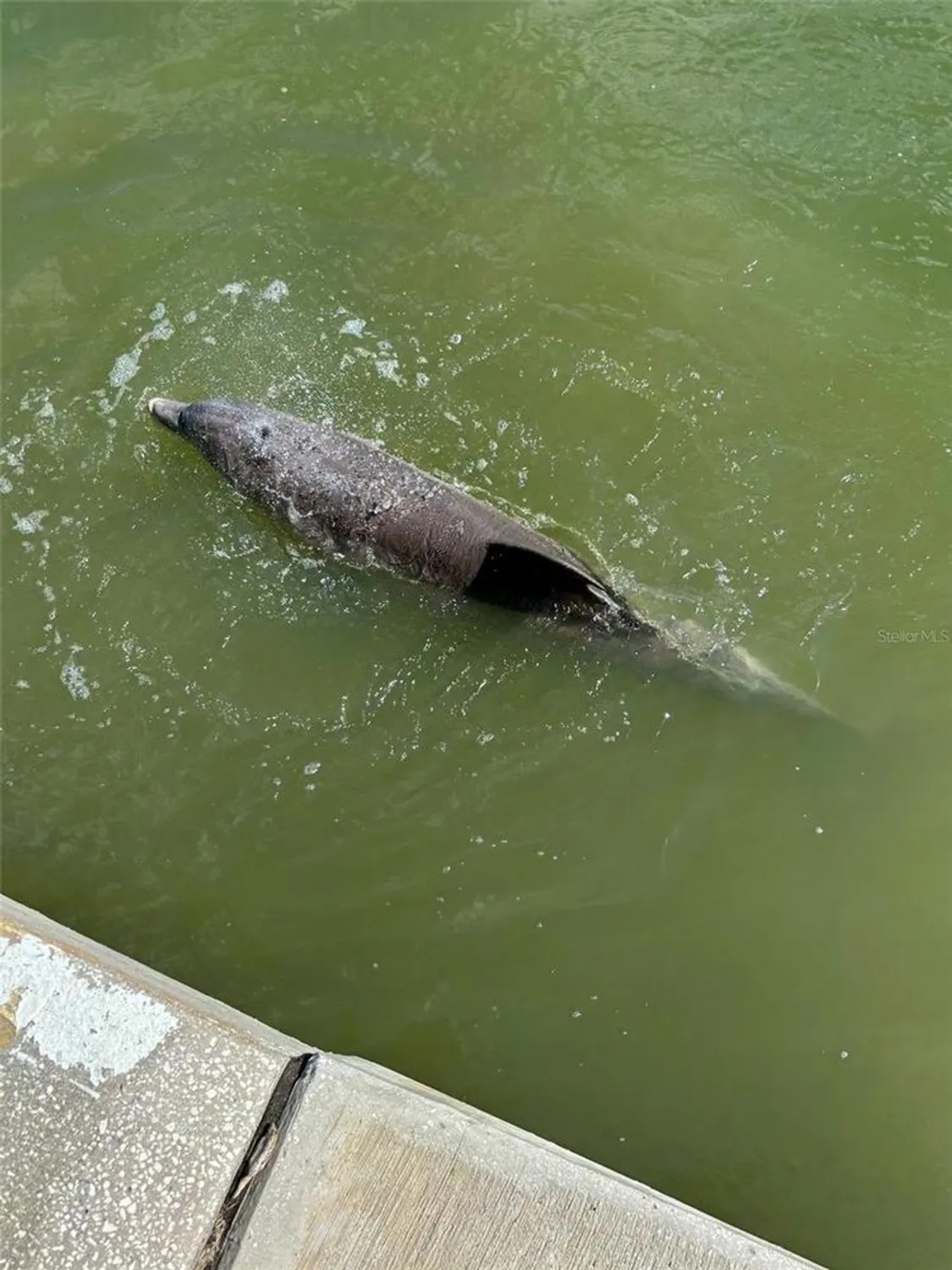 Property Slideshow image 8 of 100 | 7700 sun island dr 608, South Pasadena, FL, 33707