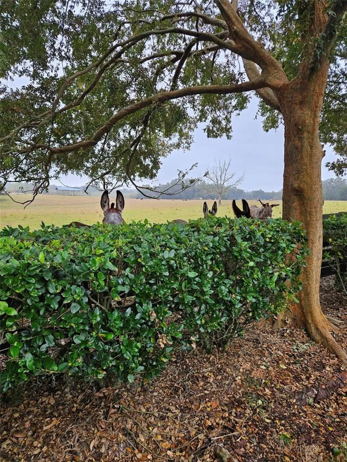 Property Slideshow image 58 of 61 | 17453 se 76th flintlock ter, The Villages, FL, 32162