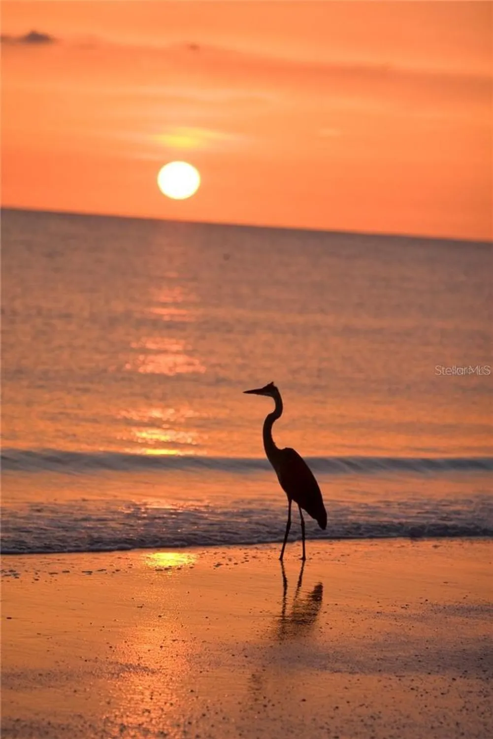 Property Slideshow image 62 of 65 | 7930 sun island dr 111, South Pasadena, FL, 33707