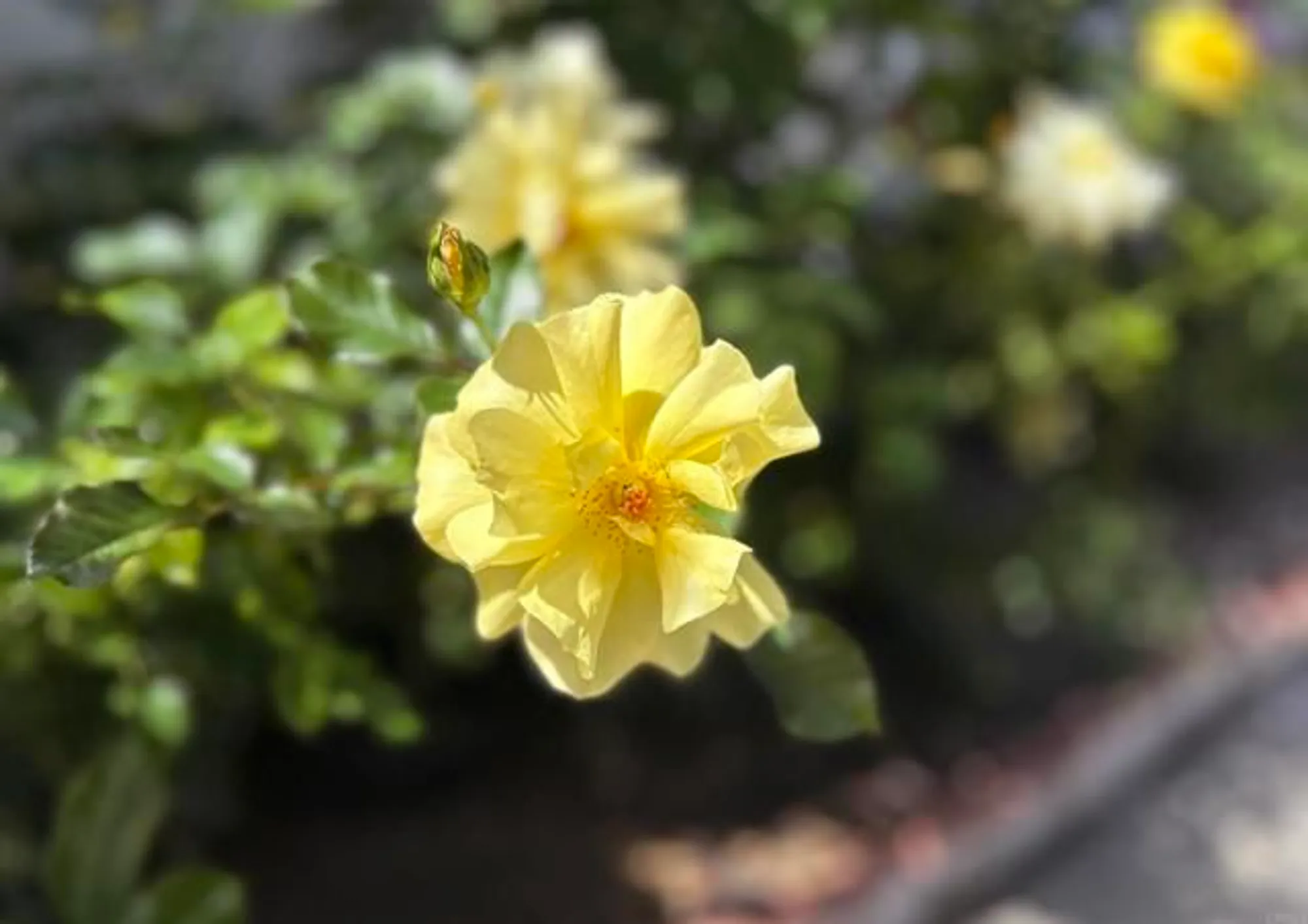 Property Slideshow image 18 of 31 | 3890 vista campana 78, Oceanside, CA, 92057