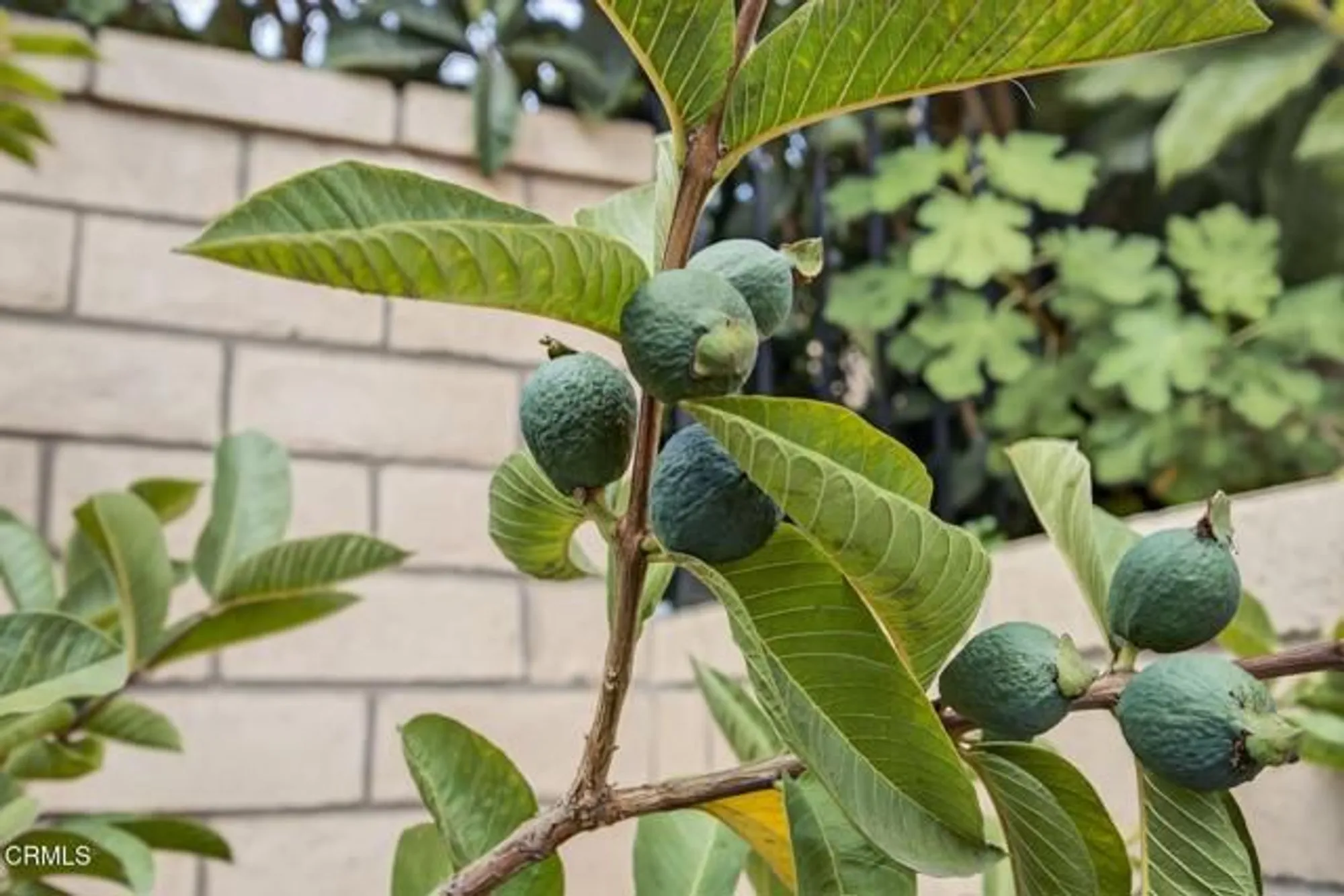 Property Slideshow image 60 of 78 | 2420 quartsite dr, Camarillo, CA, 93012