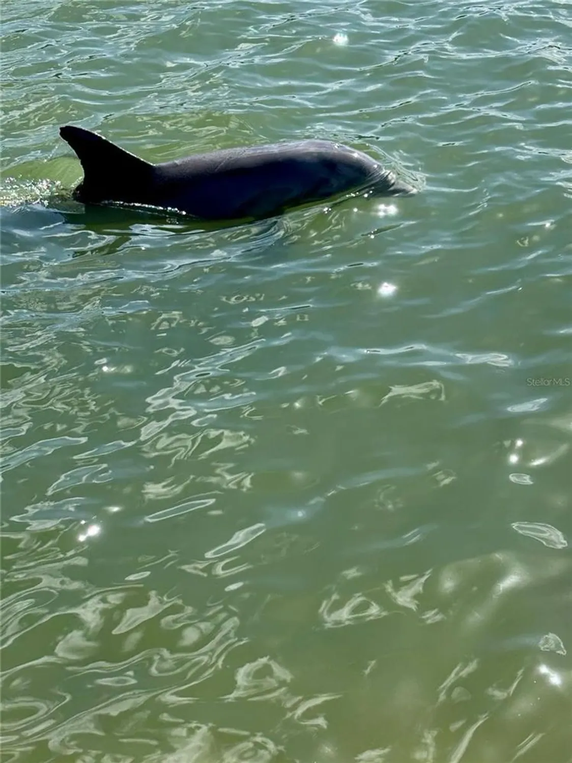 Property Slideshow image 61 of 92 | 7700 sun island dr 506, South Pasadena, FL, 33707