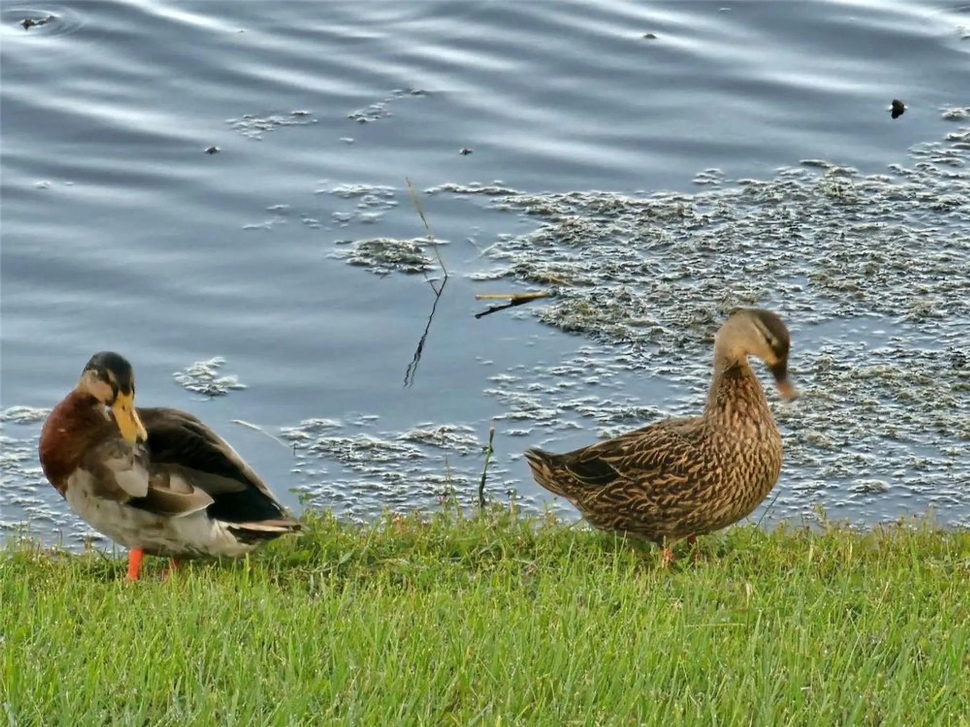 Property Slideshow image 39 of 58 | 17041 pocket reel ln, Wimauma, FL, 33598