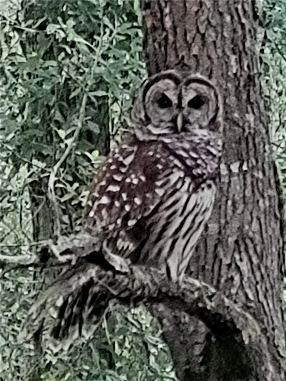 Property Slideshow image 82 of 83 | 11283 sw 139th pl, Dunnellon, FL, 34432