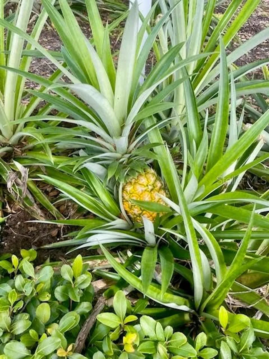 Property Slideshow image 44 of 45 | 17694 se 84th peyton ct, The Villages, FL, 32162