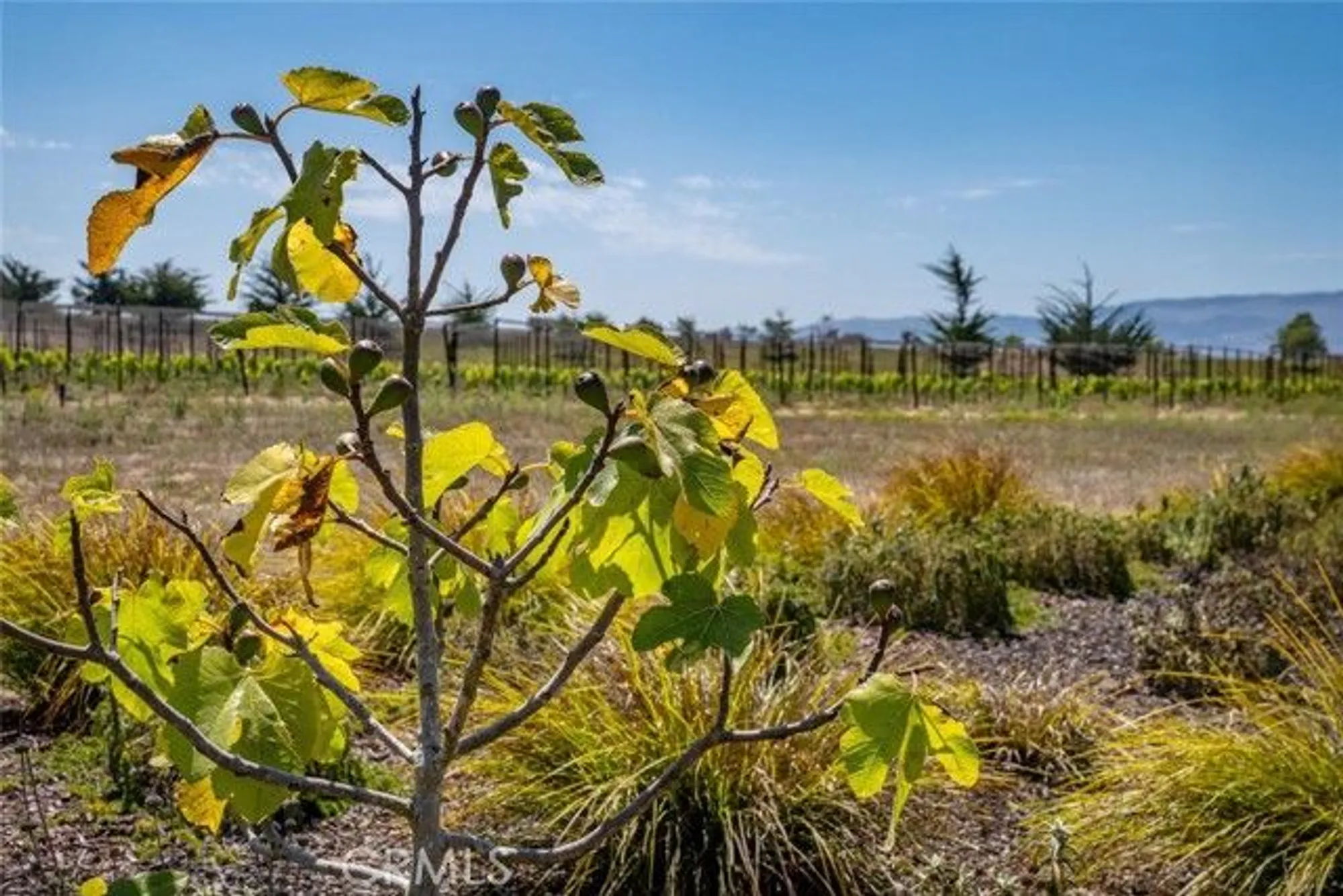 Property Slideshow image 55 of 75 | 1245 justin ln, Nipomo, CA, 93444