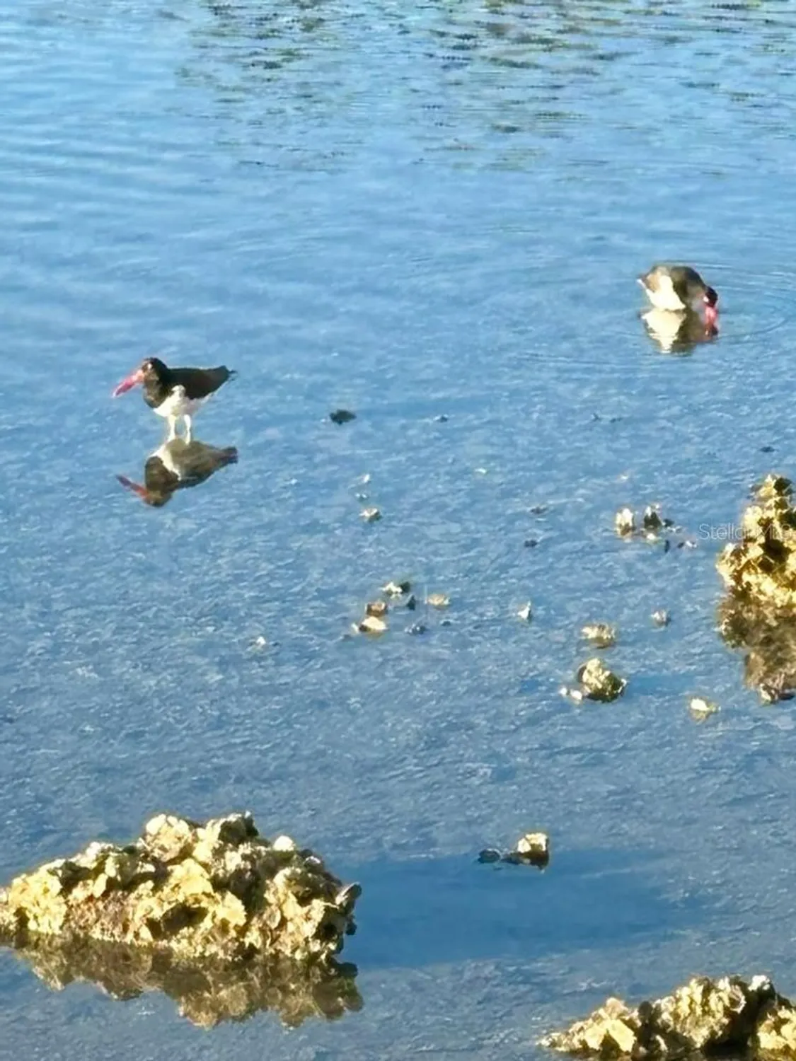 Property Slideshow image 63 of 92 | 7700 sun island dr 506, South Pasadena, FL, 33707