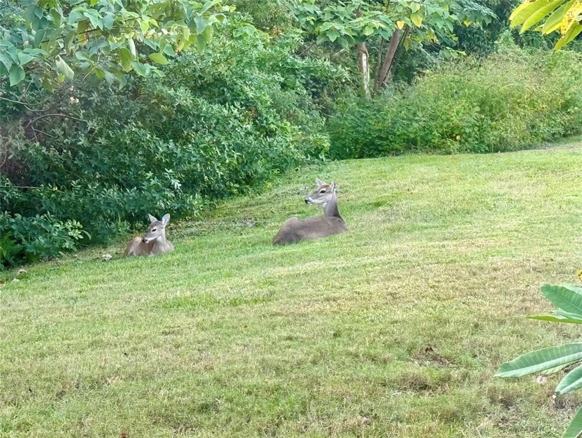 Property Slideshow image 17 of 19 | 1482 glengarry dr, Palm Harbor, FL, 34684