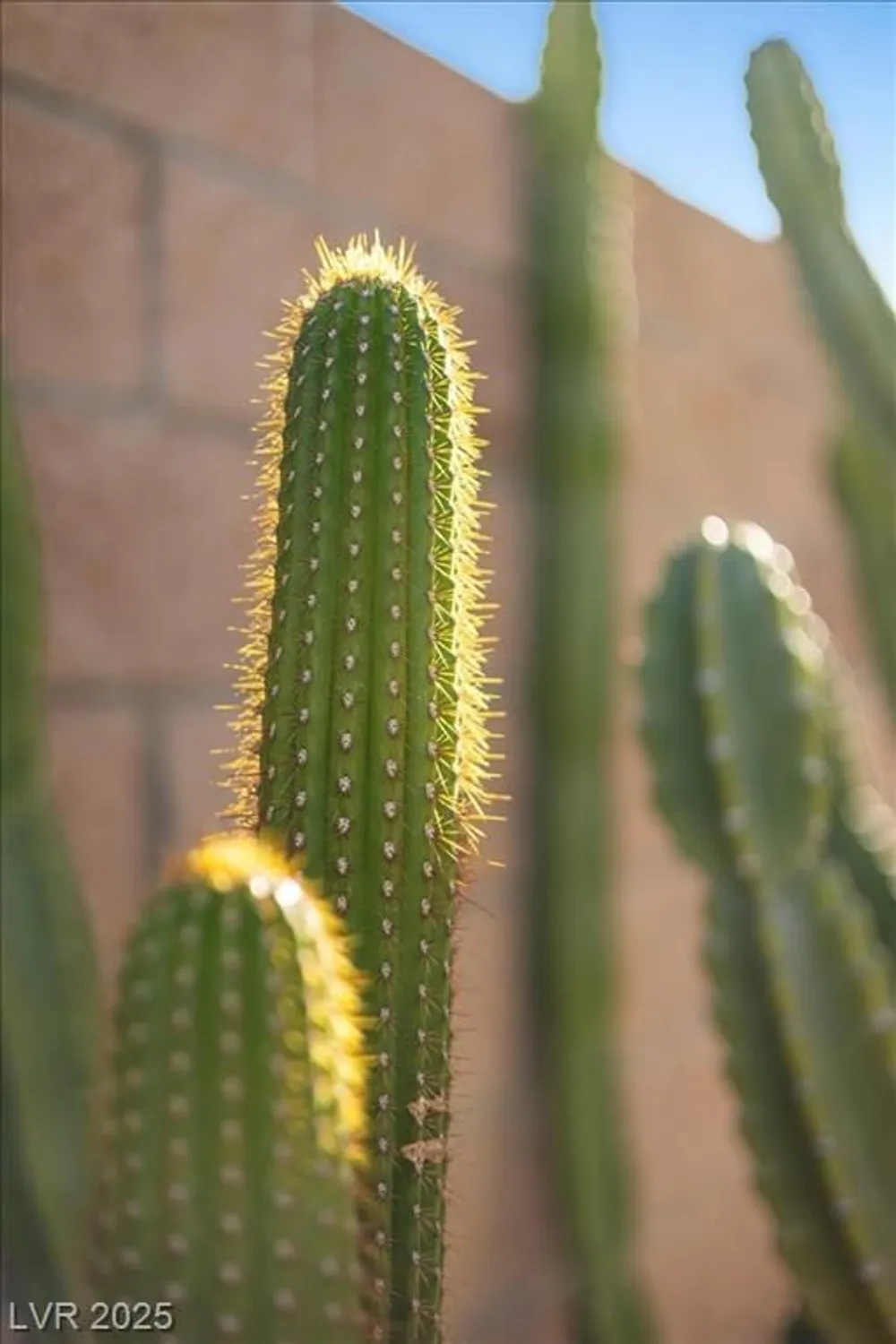 Property Slideshow image 73 of 78 | 2508 faiss dr, Las Vegas, NV, 89134