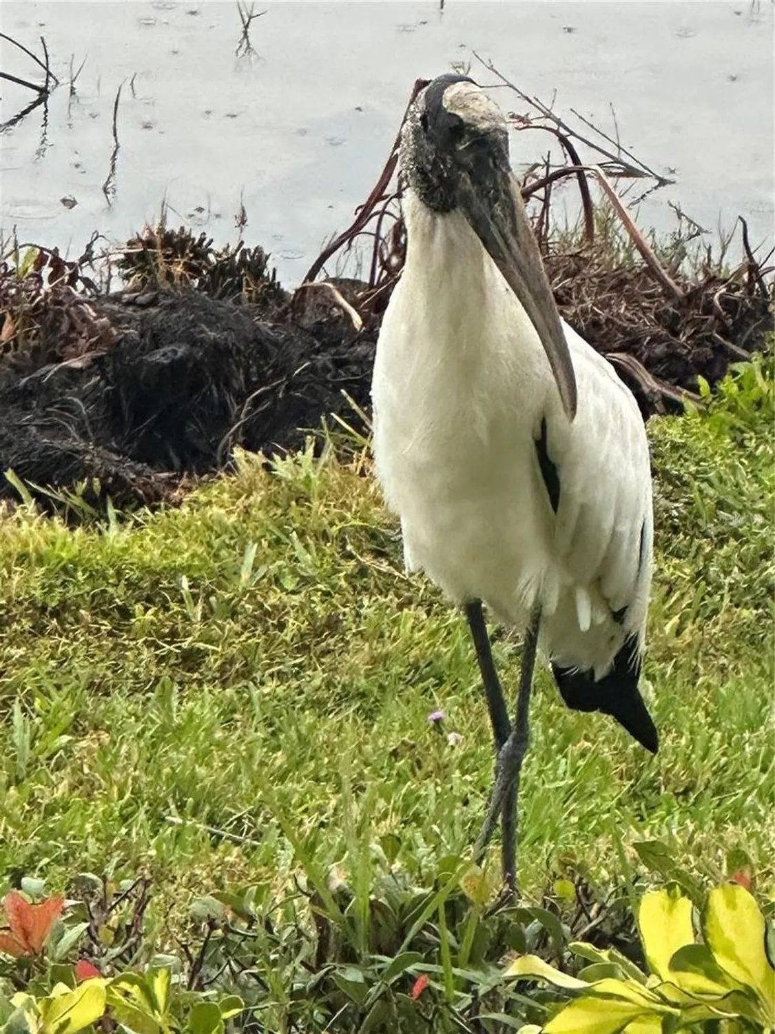 Property Slideshow image 37 of 78 | 1121 riverscape st, Bradenton, FL, 34208