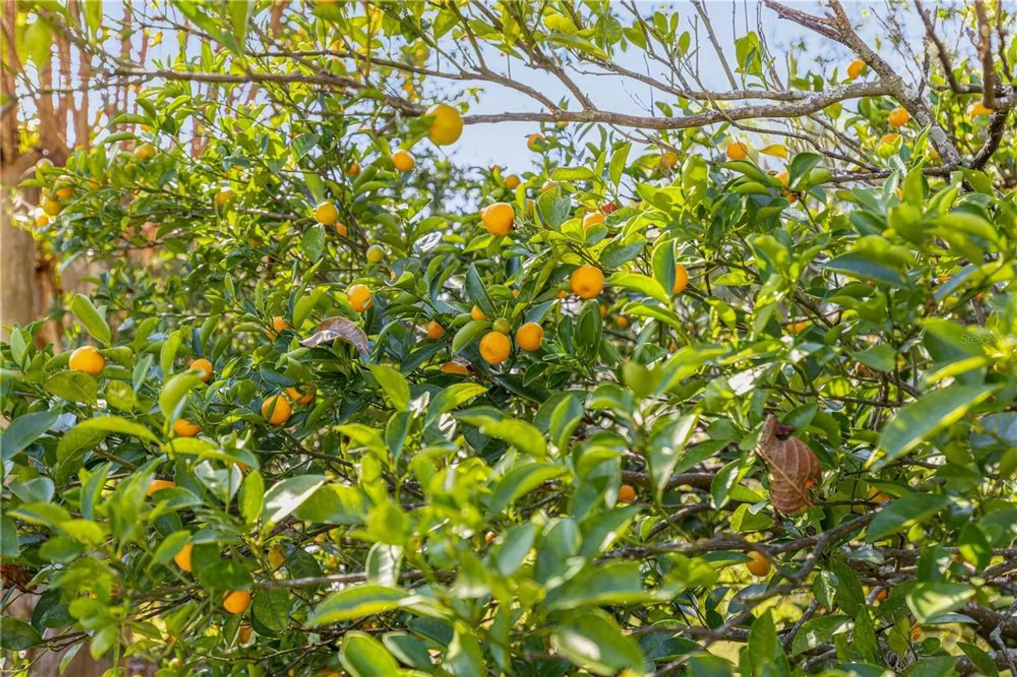 Property Slideshow image 42 of 58 | 9694 sw 89th loop, Ocala, FL, 34481