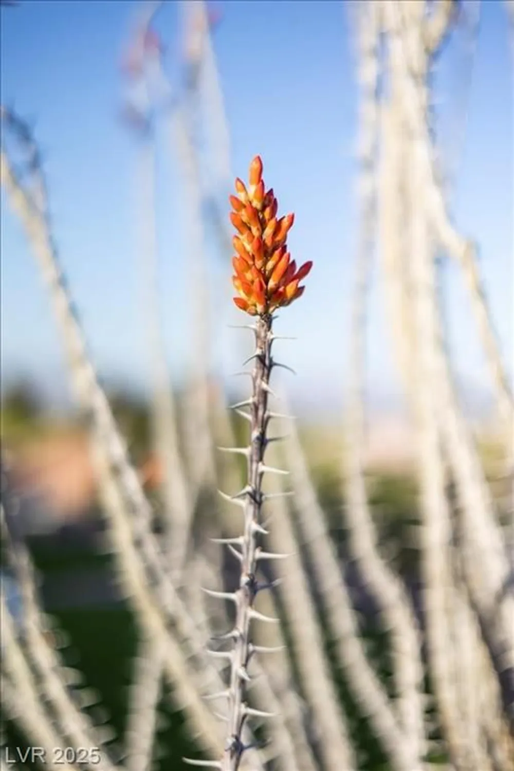 Property Slideshow image 72 of 78 | 2508 faiss dr, Las Vegas, NV, 89134