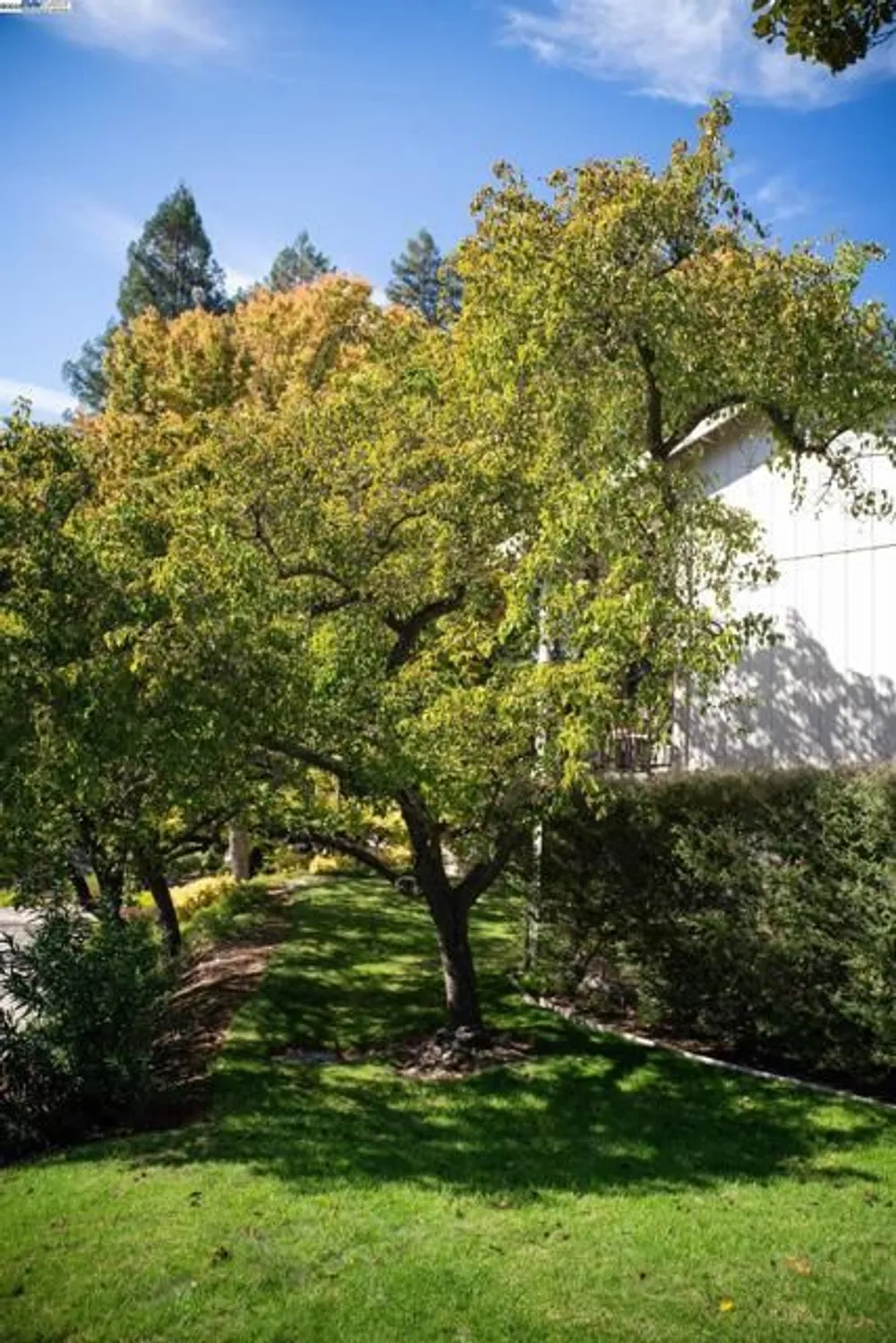 Property Slideshow image 26 of 31 | 900 terra california dr apt 2, Walnut Creek, CA, 94595