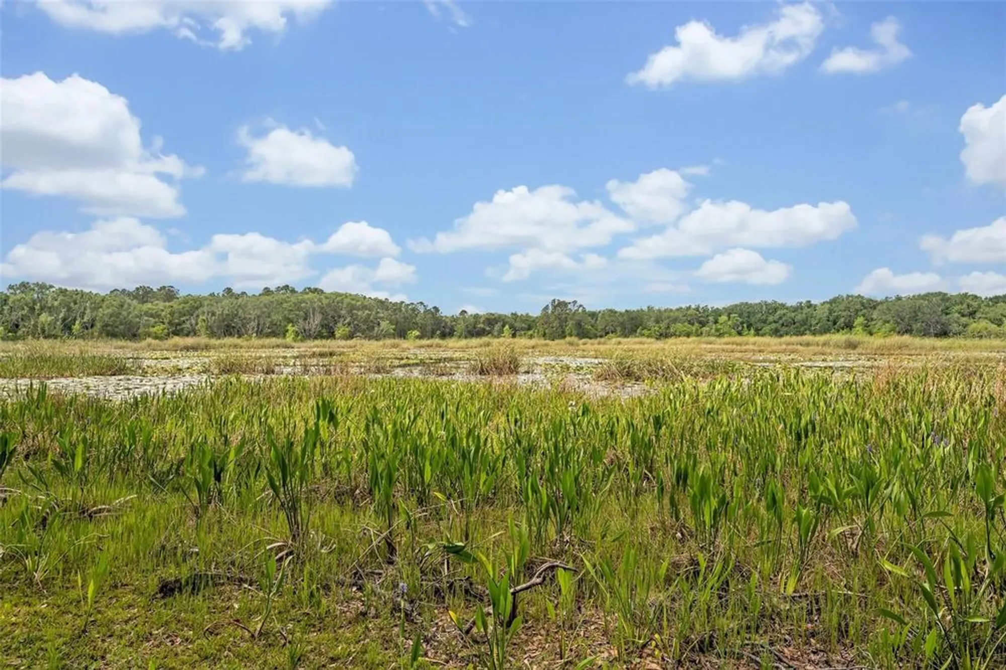 Property Slideshow image 45 of 52 | 25057 riverwalk dr, Leesburg, FL, 34748