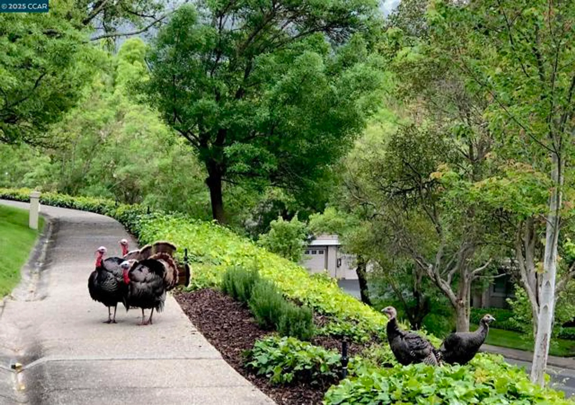 Property Slideshow image 51 of 57 | 2200 pine knoll dr 11, Walnut Creek, CA, 94595