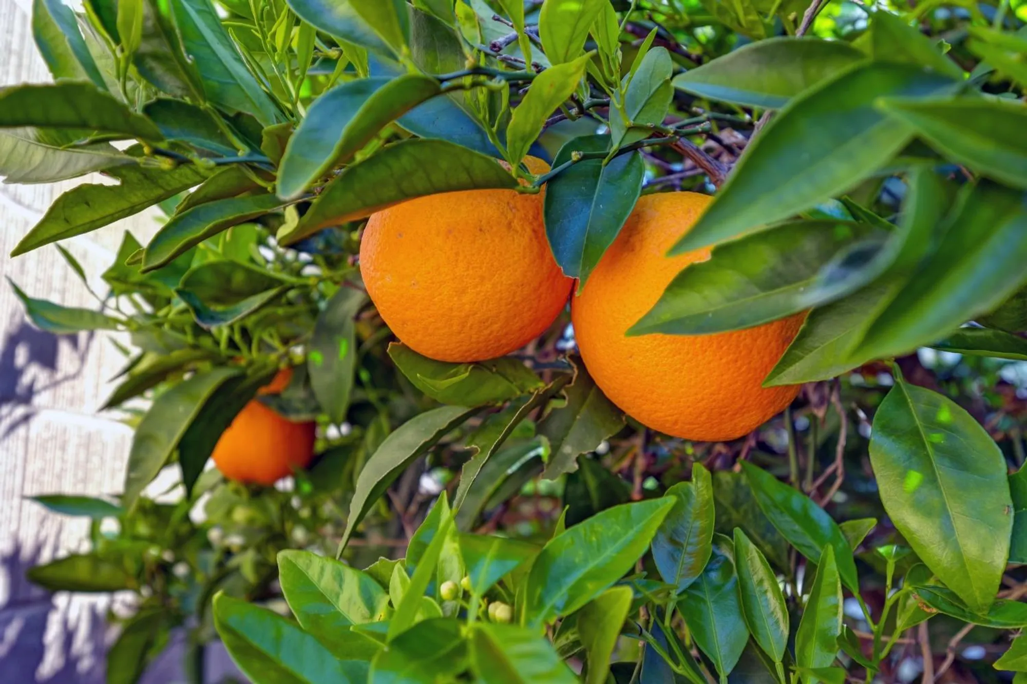 Property Slideshow image 44 of 55 | 905 richard ct, El Dorado Hills, CA, 95762