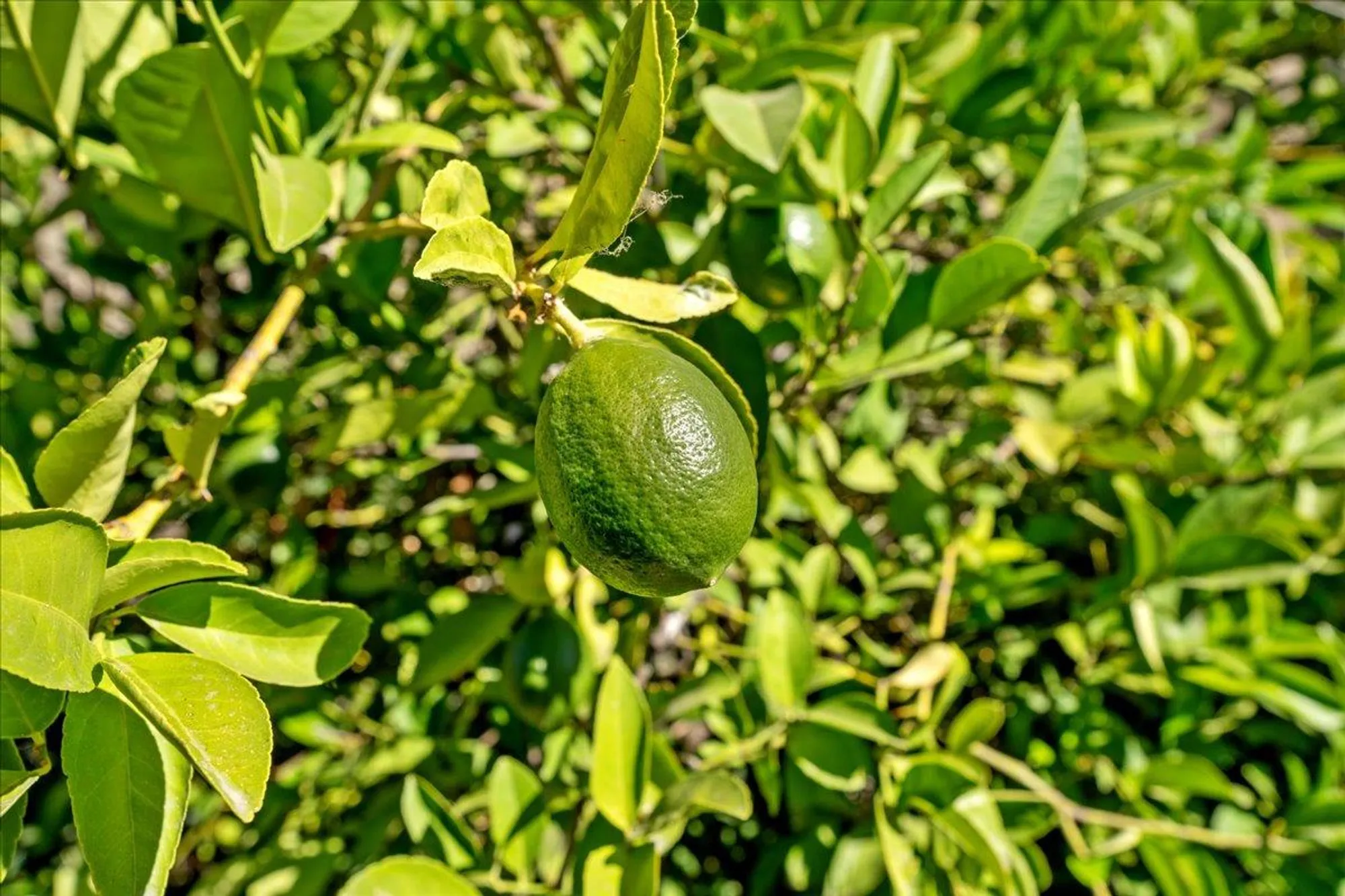 Property Slideshow image 25 of 31 | 2012 gatehouse ln, Lincoln, CA, 95648