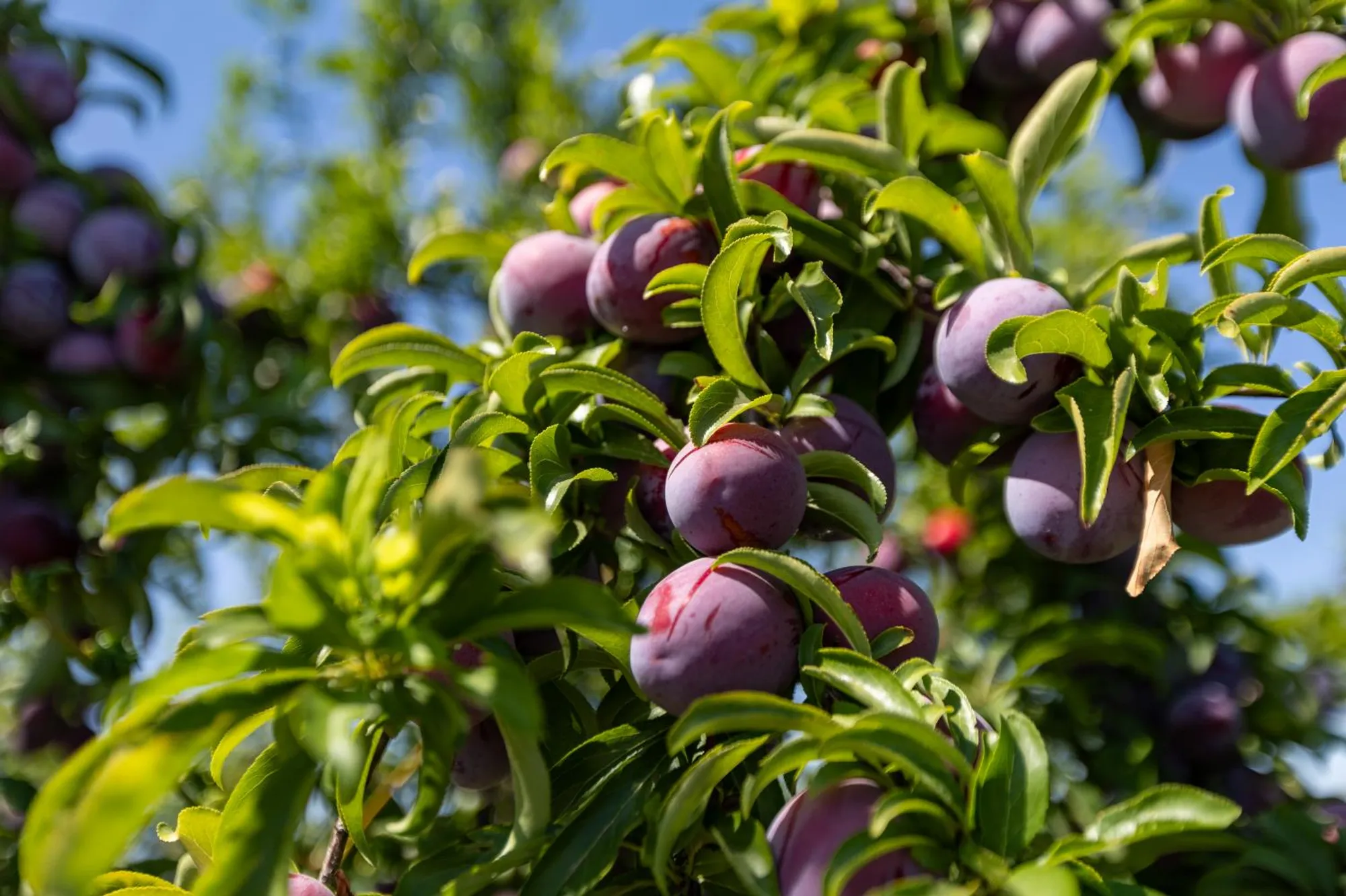 Property Slideshow image 65 of 66 | 9236 summer holly way, Sacramento, CA, 95829