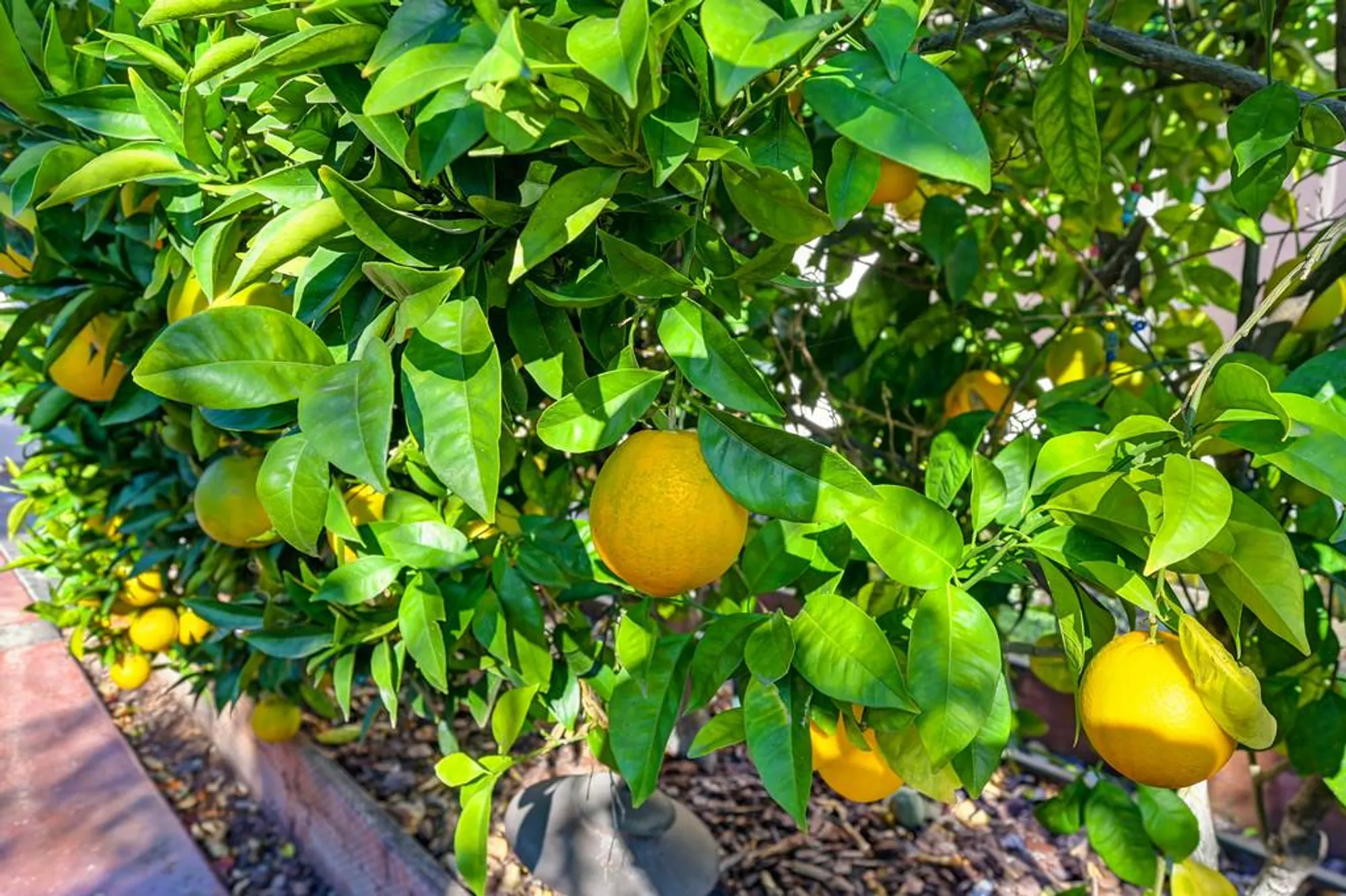 Property Slideshow image 62 of 99 | 2558 heritage park ln, Sacramento, CA, 95835