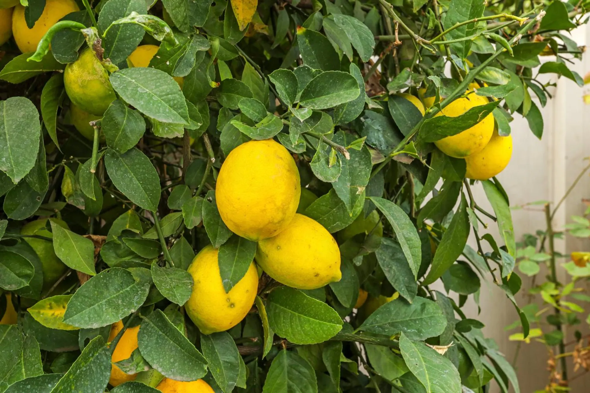 Property Slideshow image 19 of 20 | 1709 fox trot way, Manteca, CA, 95336