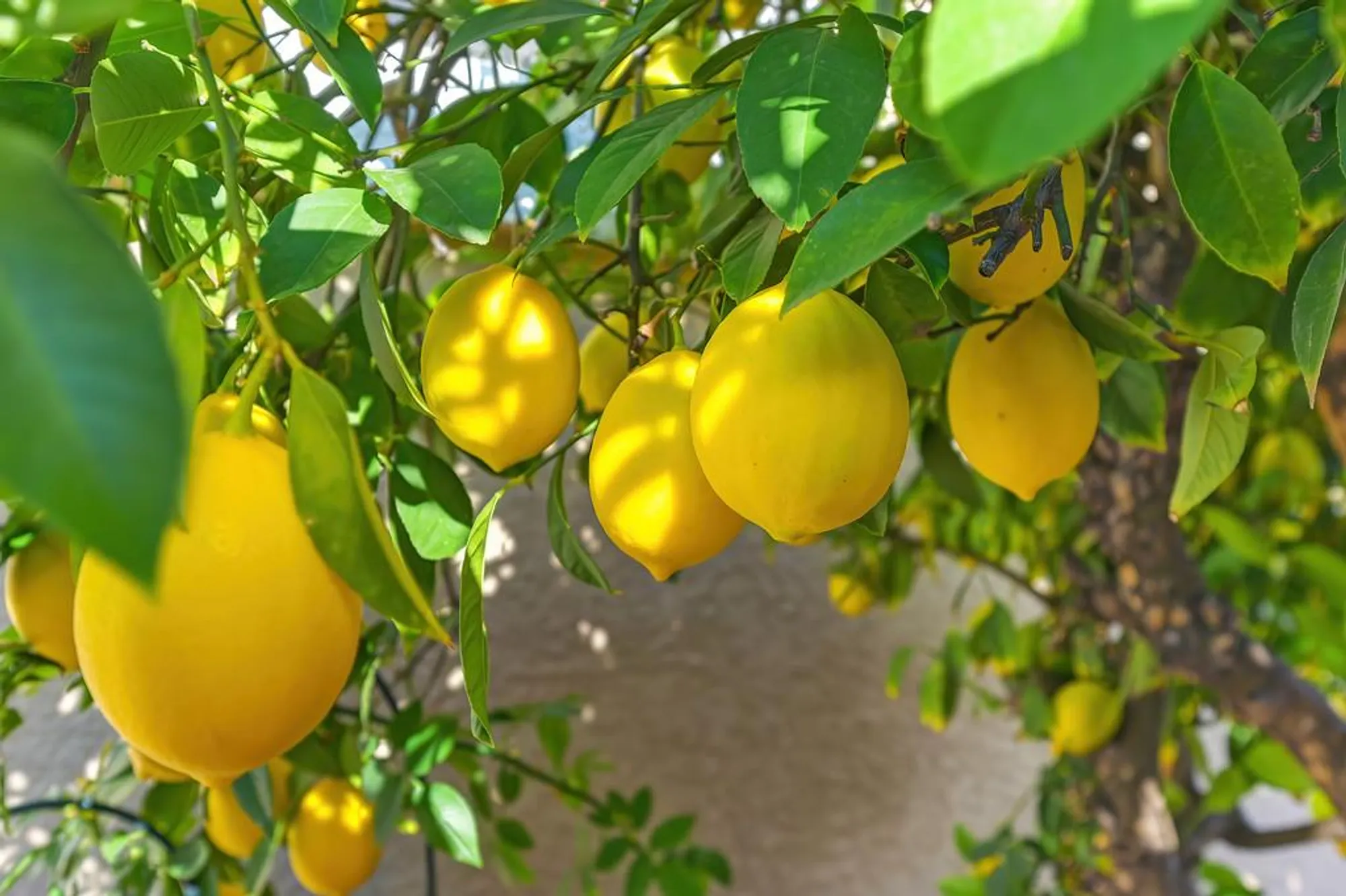 Property Slideshow image 42 of 49 | 3787 park dr, El Dorado Hills, CA, 95762