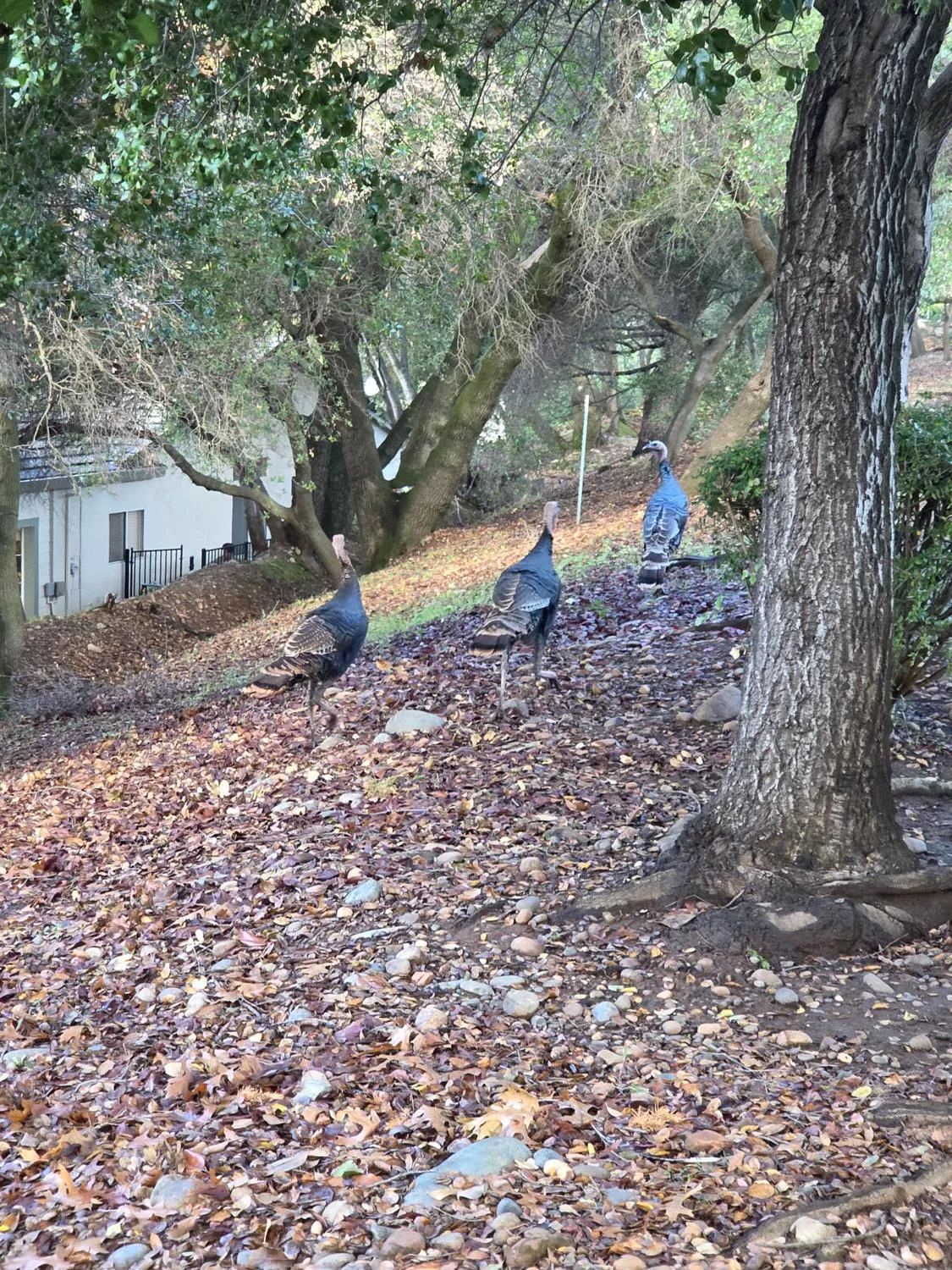 Property Slideshow image 32 of 32 | 510 diamond glen cir, Folsom, CA, 95630