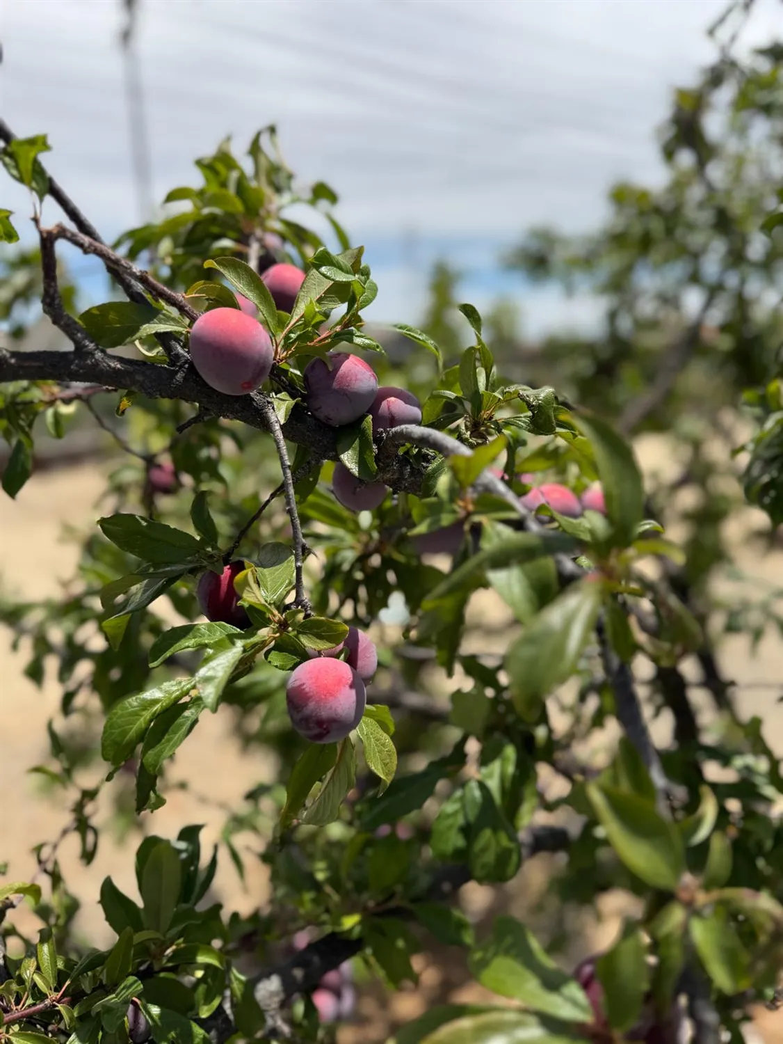 Property Slideshow image 56 of 57 | 9173 vervain way, Sacramento, CA, 95829