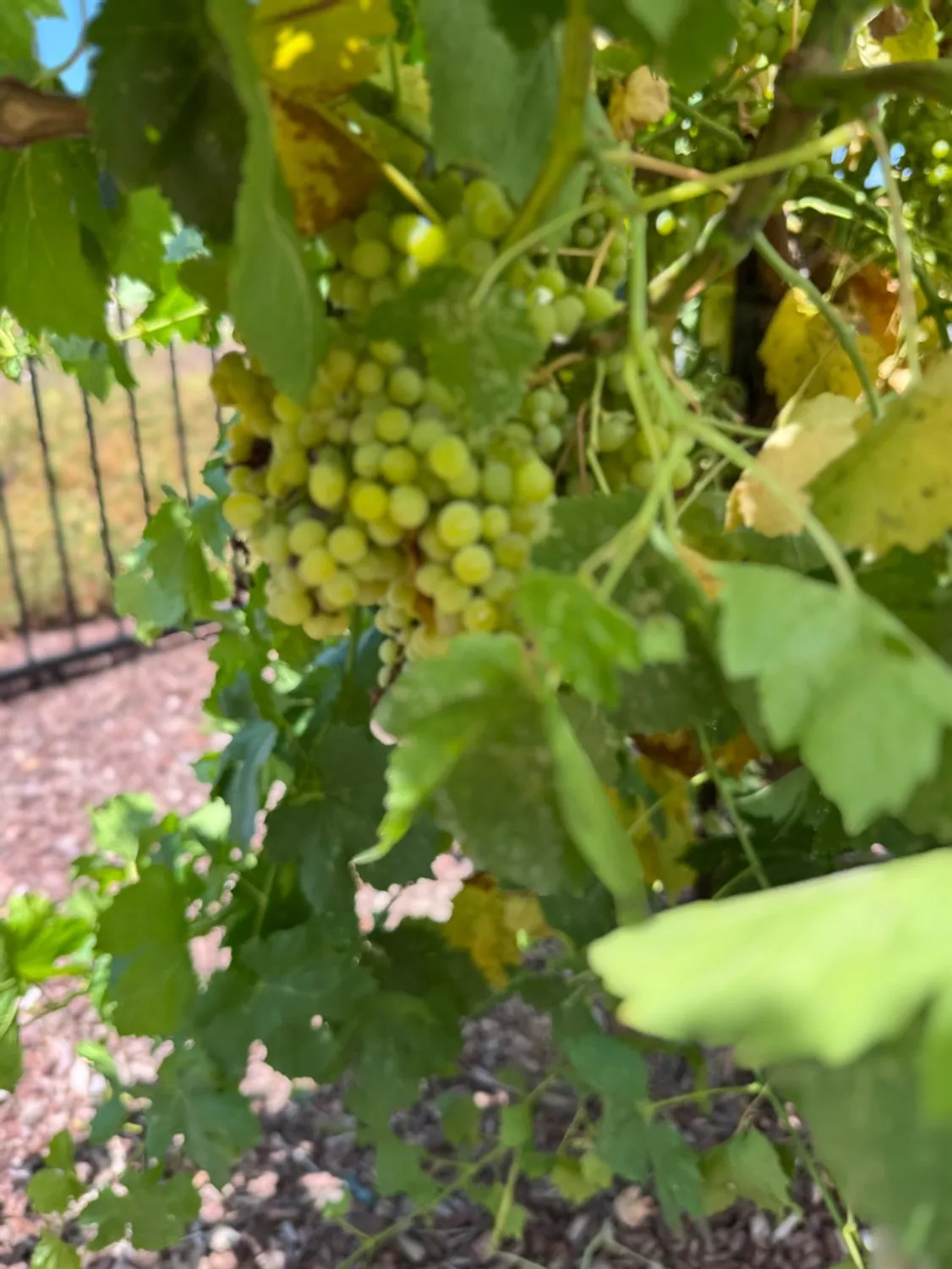 Property Slideshow image 54 of 57 | 9173 vervain way, Sacramento, CA, 95829