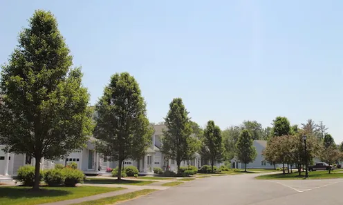 Tree-Lined Streets