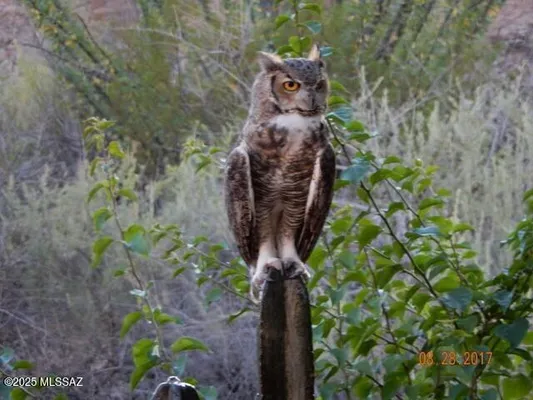 Property Slideshow image 2 of 49 | 38996 s moonwood dr, Saddlebrooke, AZ, 85739