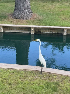 Property Slideshow image 2 of 7 | 9421 timber row, Murrells Inlet, SC, 29576