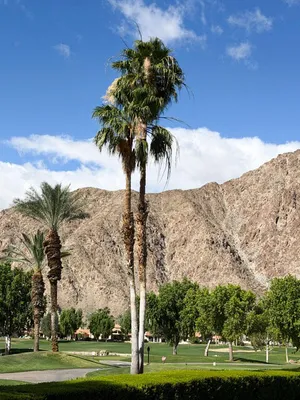 Property Slideshow image 2 of 2 | 54048 riviera, La Quinta, CA, 92253
