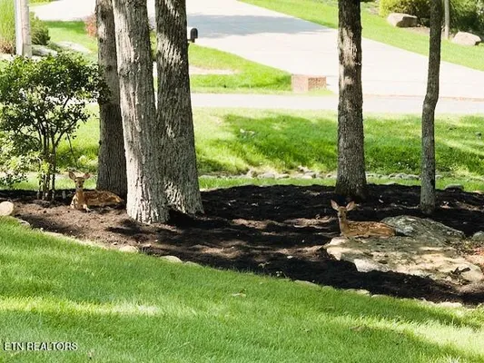 Property Slideshow image 3 of 51 | 128 cathedral dr, Crossville, TN, 38558