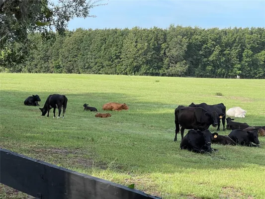 Property Slideshow image 3 of 34 | 8089 se 174th belhaven loop, The Villages, FL, 32162