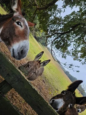 Property Slideshow image 3 of 79 | 17457 se 76th flintlock ter, The Villages, FL, 32162