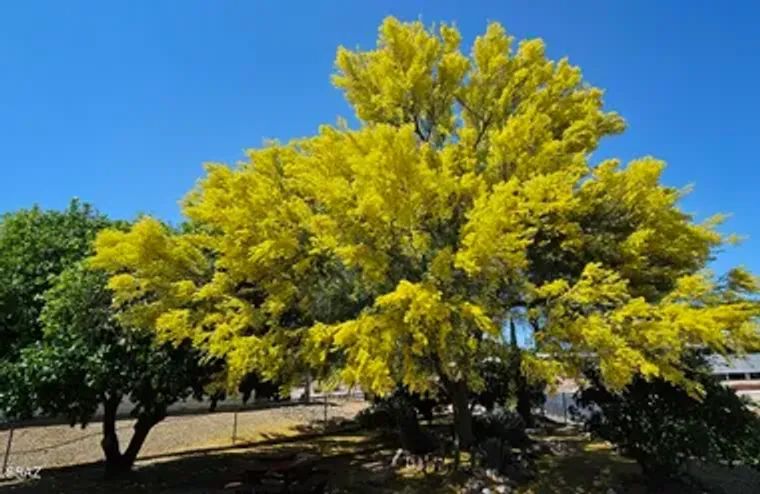 91 W OLIVE DR, GREEN VALLEY, AZ, 85614, Green Valley, AZ 85614