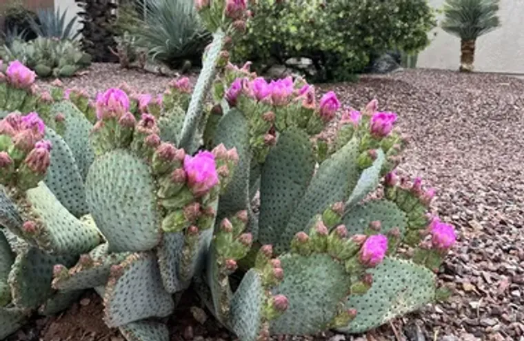 19035 N AZTEC POINT DR, SURPRISE, AZ, 85..., Surprise, AZ 85387