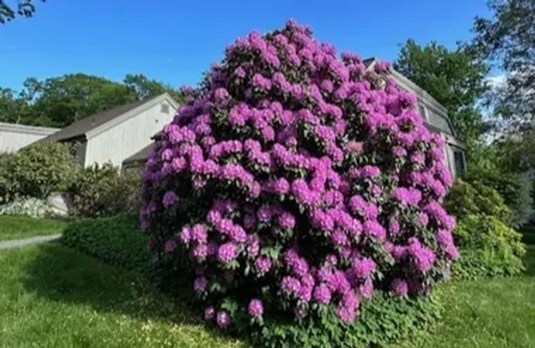 859 HERITAGE VLG B, SOUTHBURY, CT, 06488, Southbury, CT 06488