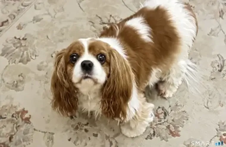 1041 HERITAGE VLG A, SOUTHBURY, CT, 0648..., Southbury, CT 06488